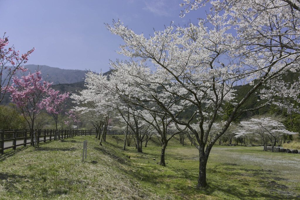 それぞれの桜