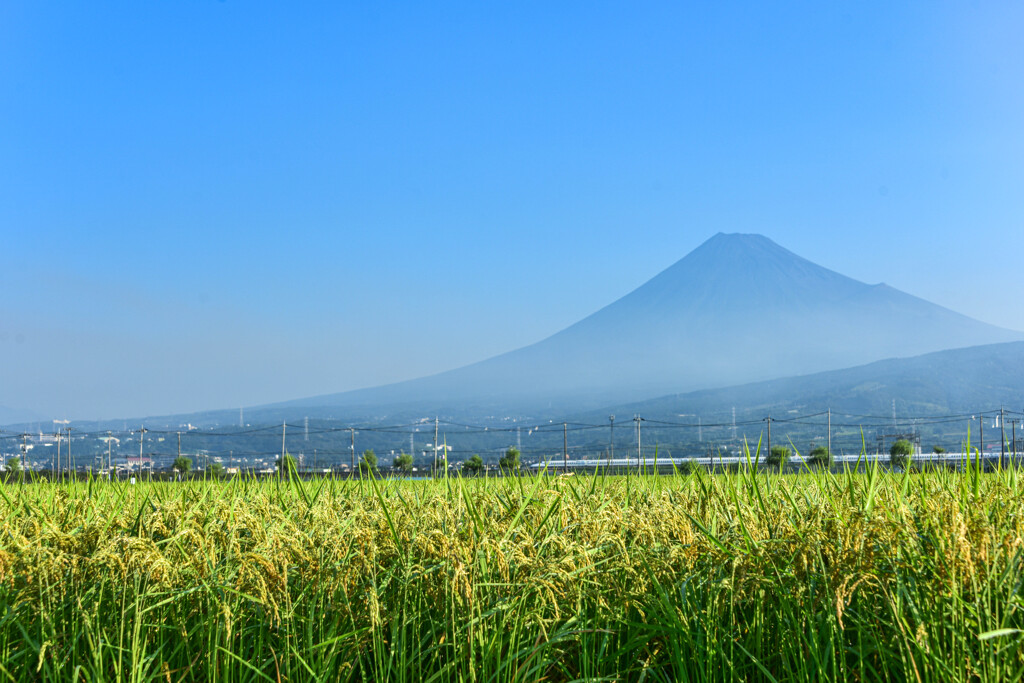 稲穂に見送られて