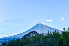 銀杏の木と富士山