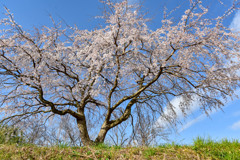 土手の桜