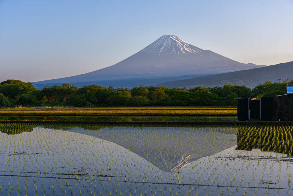 田植えの後の風景
