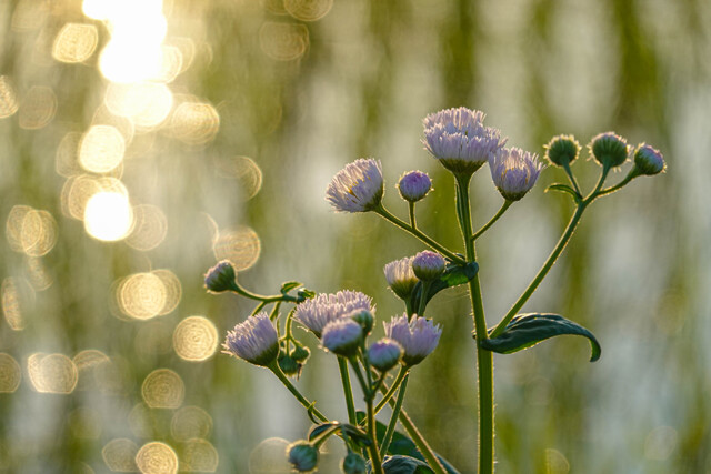 花・草木写真集