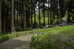 公園の散歩道