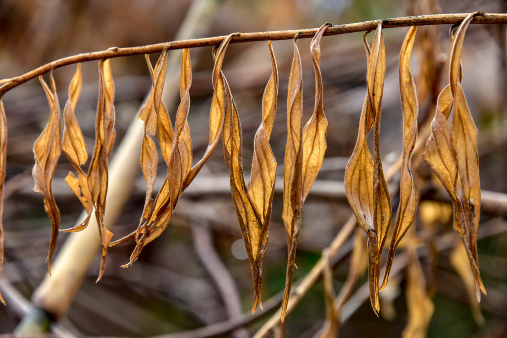 枯れ葉の目刺し