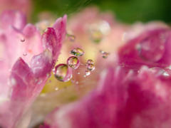花びらの中の小宇宙