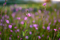 草地のアカバナ