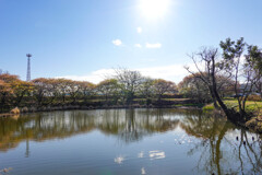 春日の池