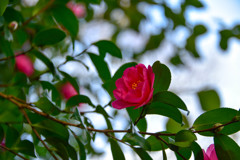 山茶花