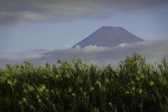 葦と富士山