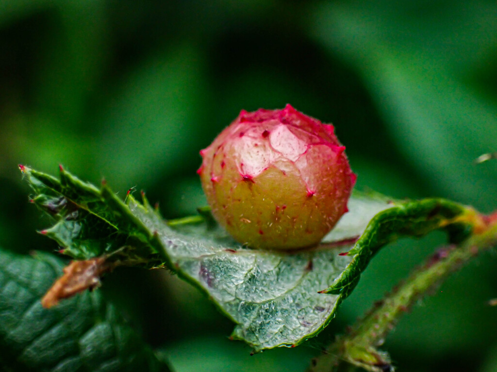 美味しそうな虫こぶ