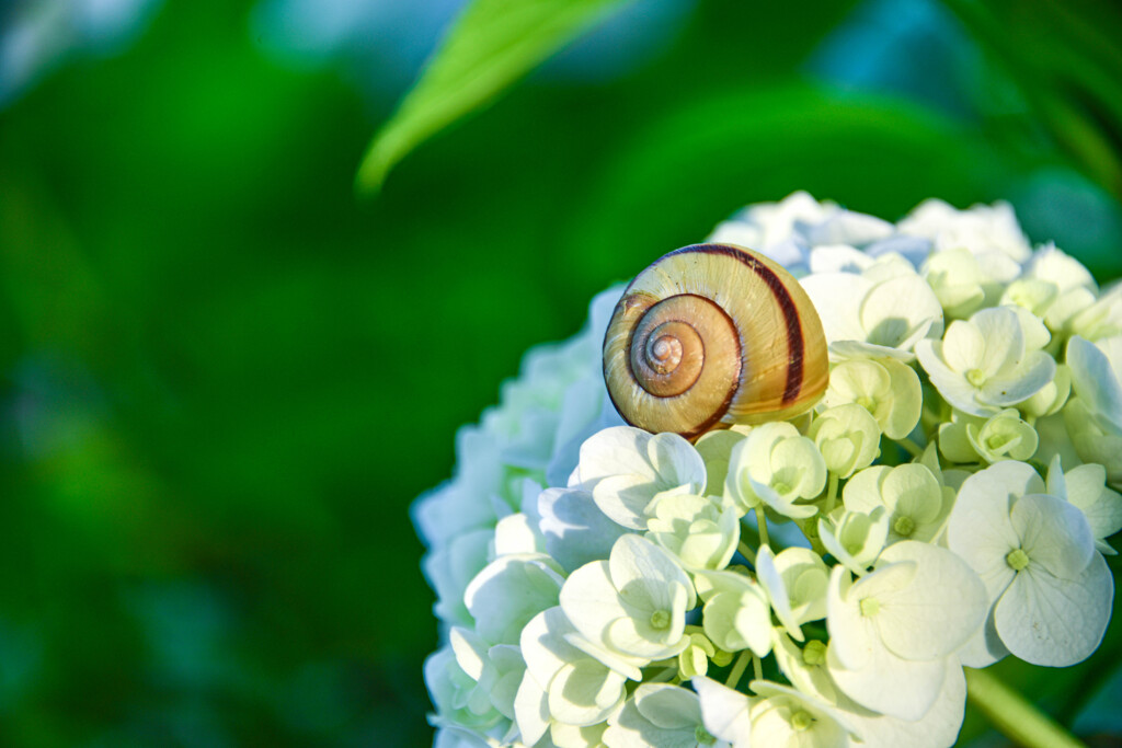 もうすぐ梅雨入り