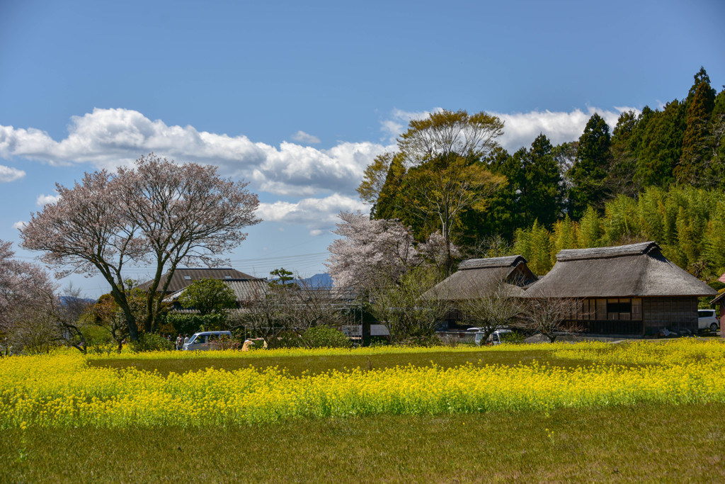 ひねもすのたり