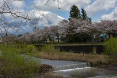 春の潤井川沿い