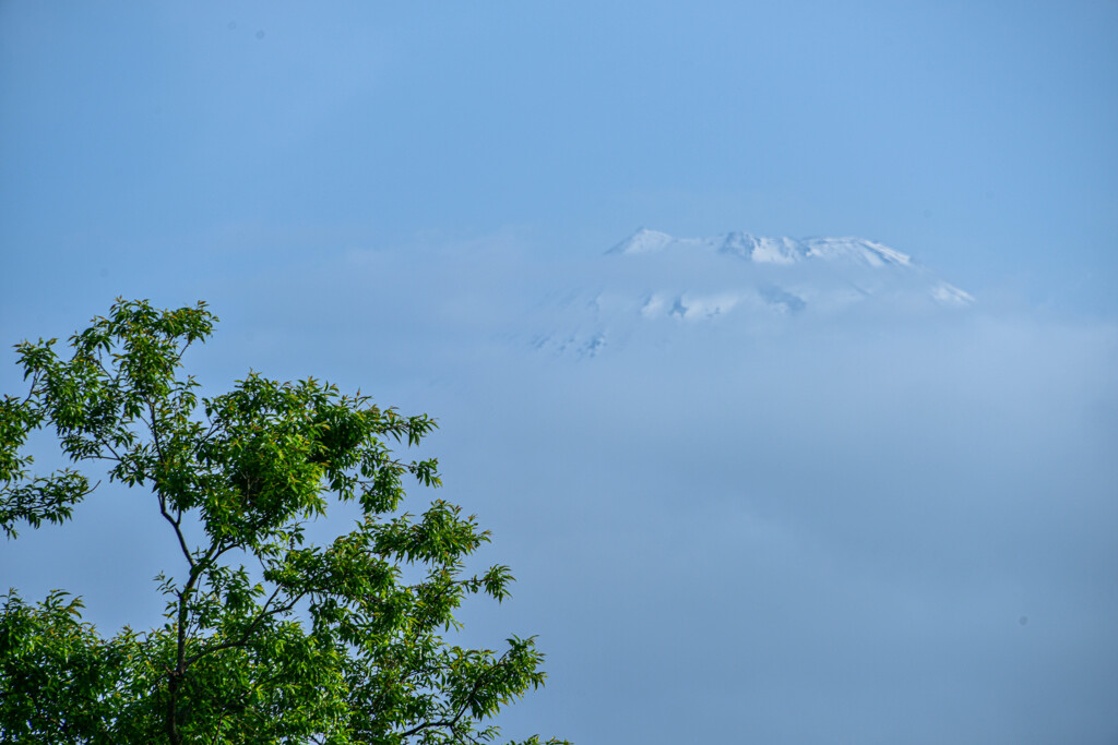 恥ずかしがりやの富士山
