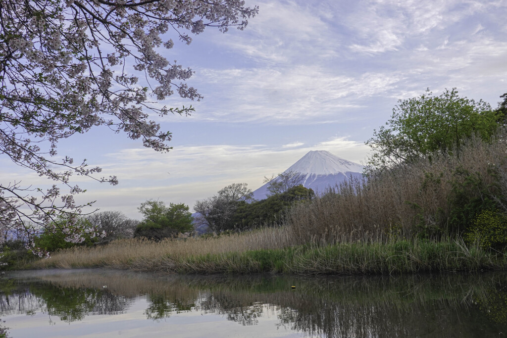 桜と富士山