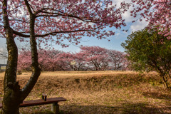 お花見日和