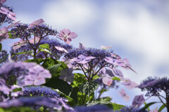 青空に紫陽花