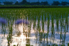 水田に降りてきた朝陽