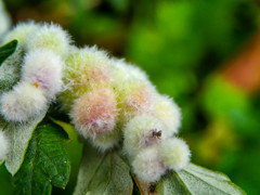 モフモフ虫こぶ