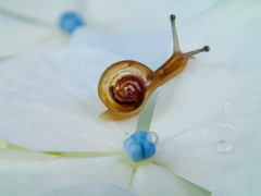 紫陽花とカタツムリ