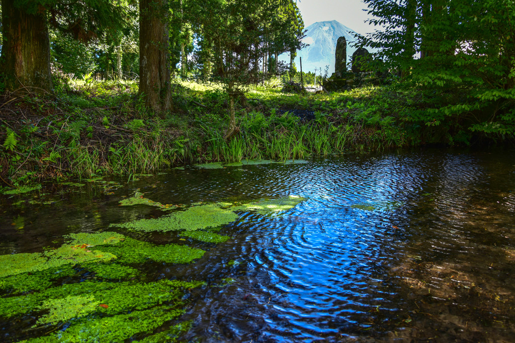 浮草流れる清流