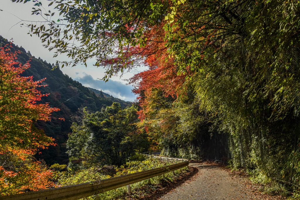 紅葉を楽しみながら歩く