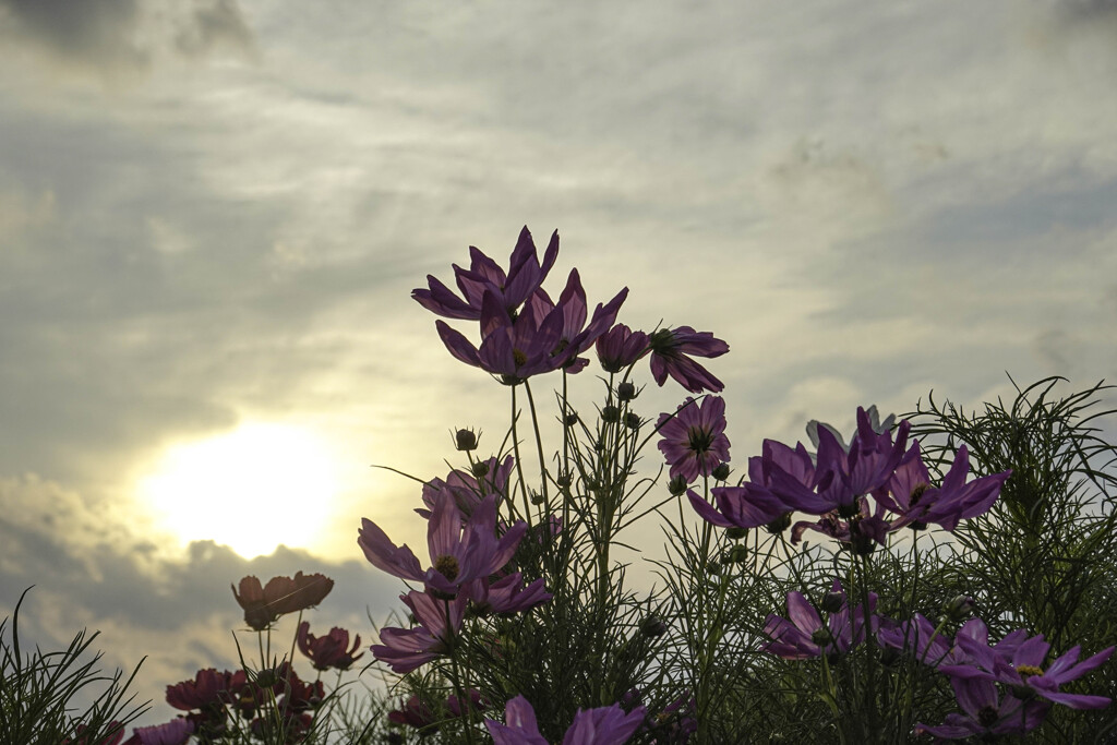 まだ眠いコスモス