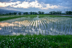 朝の田