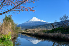 桜と富士山
