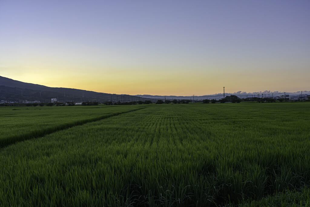 朝風がわたる青田