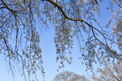 枝垂桜