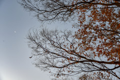 見上げてごらん