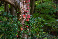 森の中の蔦の秋