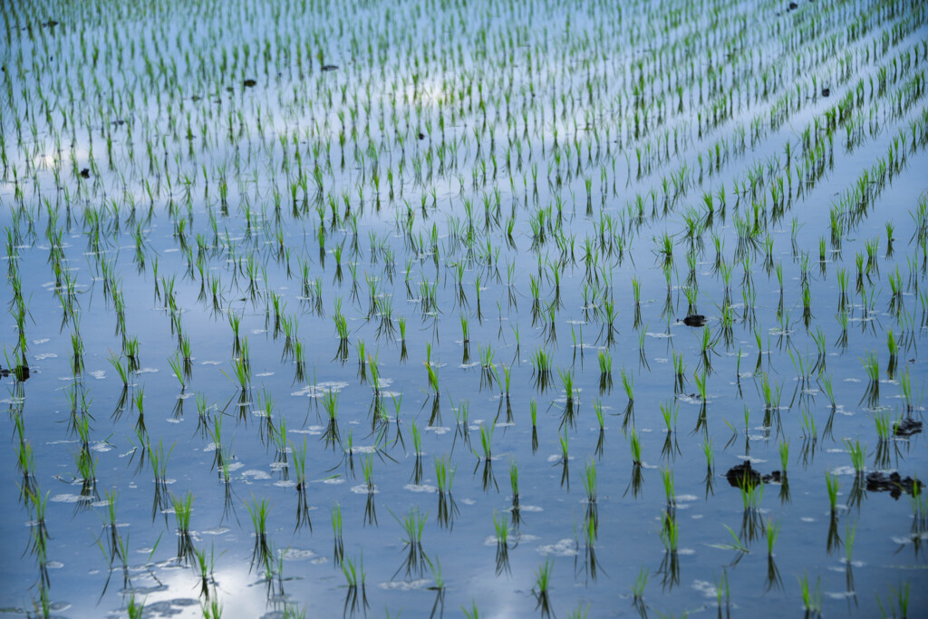 ５月の水田