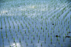 ５月の水田