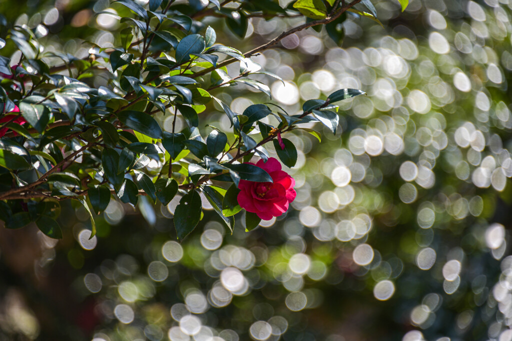 煌めきの中の紅色