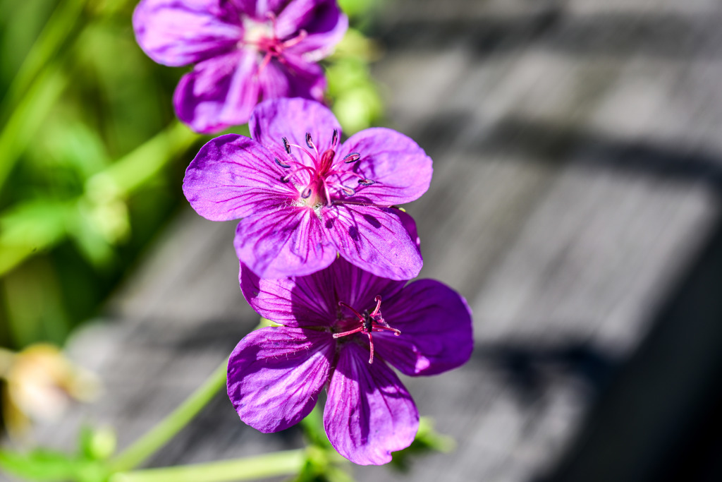 アサマフウロウ