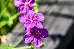 アサマフウロウ