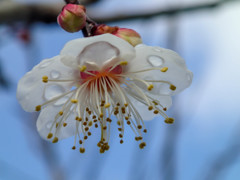 春を待つ