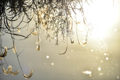 水面に映るススキ