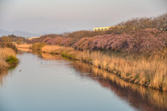 沼川の彼岸桜