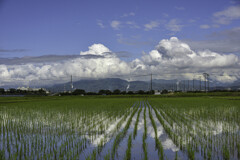 雲と空と田んぼ