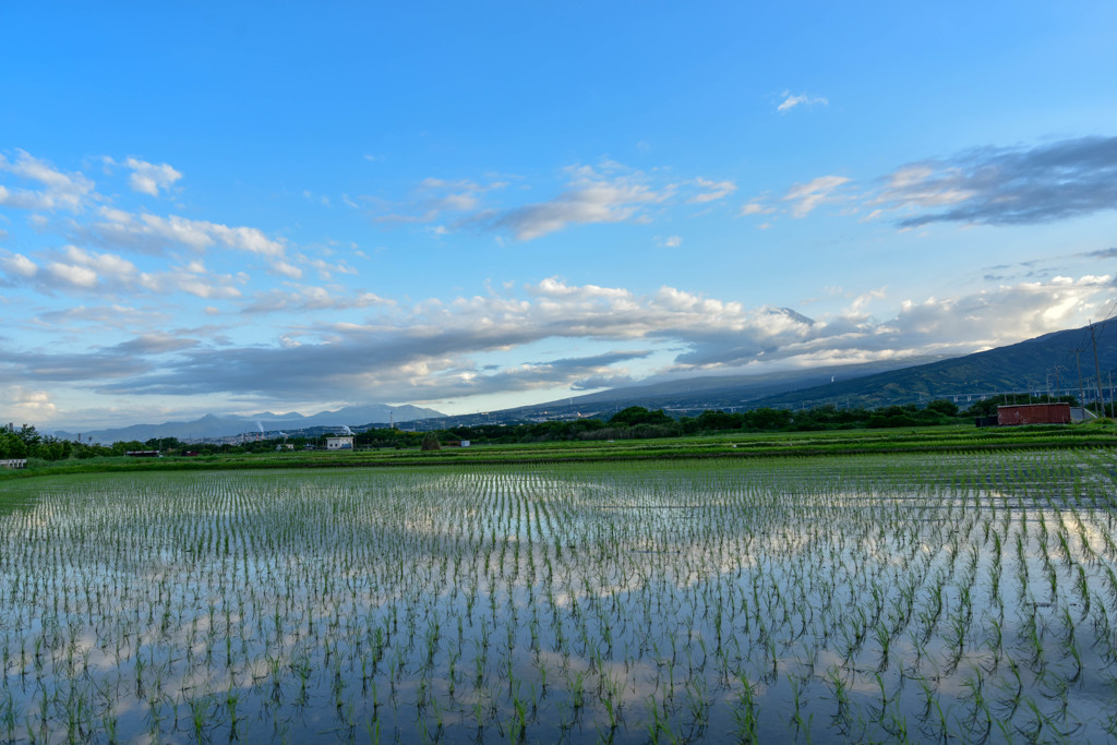清々しいすいでん