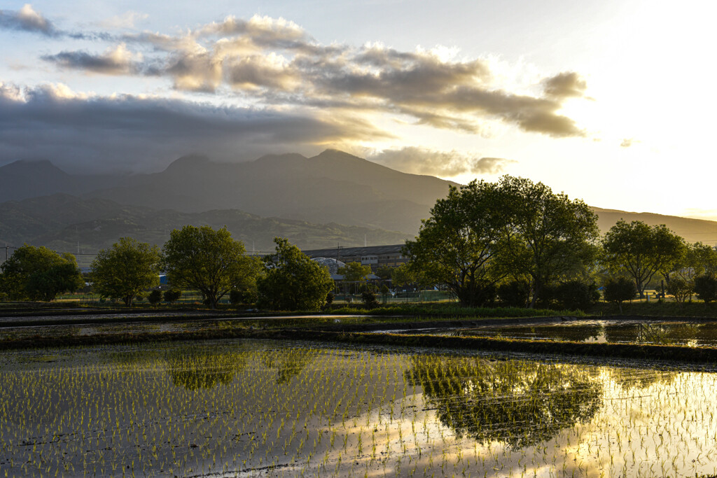 水田に映る朝f風景