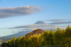 銀杏並木と富士山