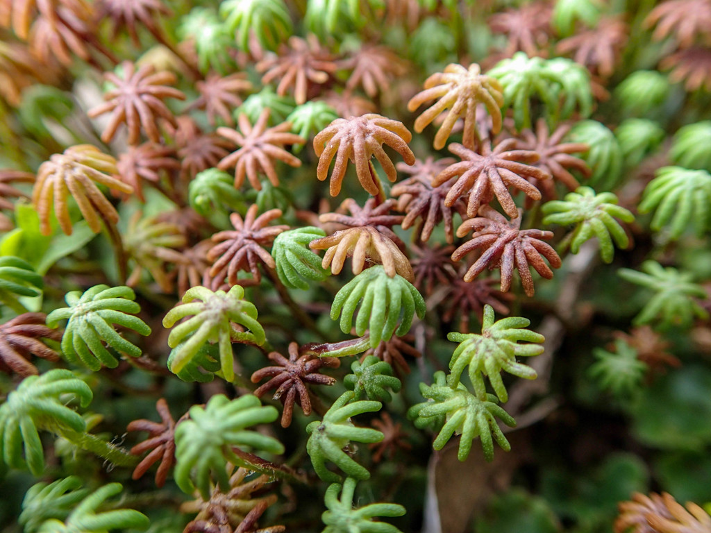 苔のジャングル