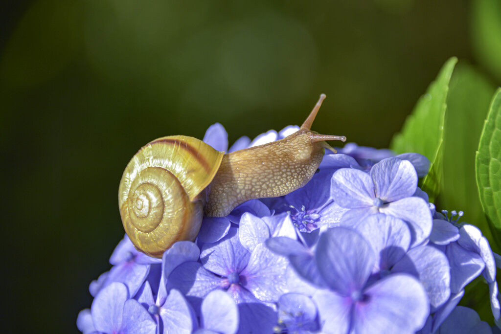 カタツムリと紫陽花