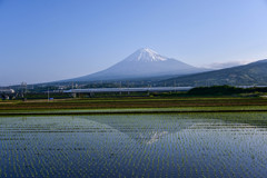 富士山と新幹線と田んぼ