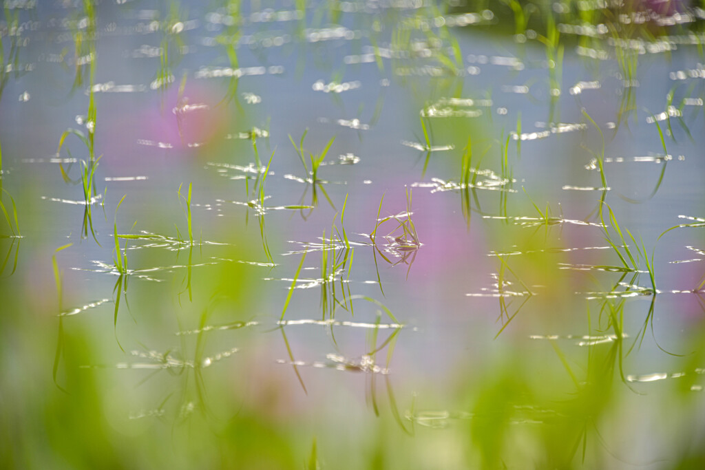 田植えの後