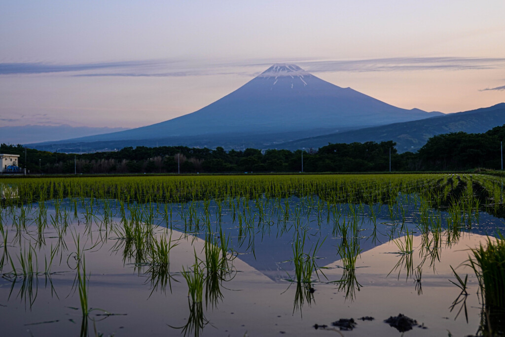 水田と富士山